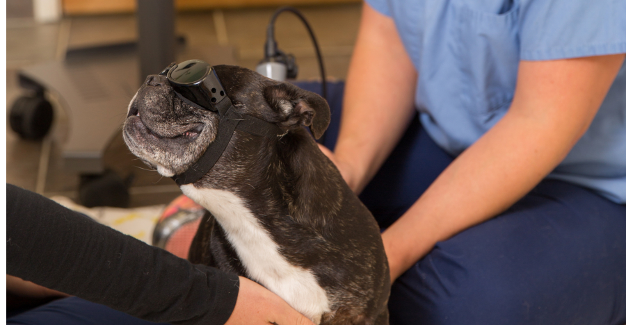 Laser Therapy - Newport Animal Hospital