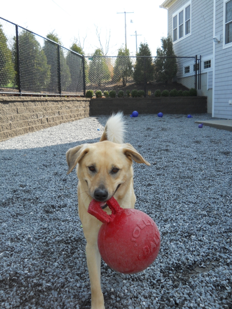 Sparky 157 - Newport Animal Hospital